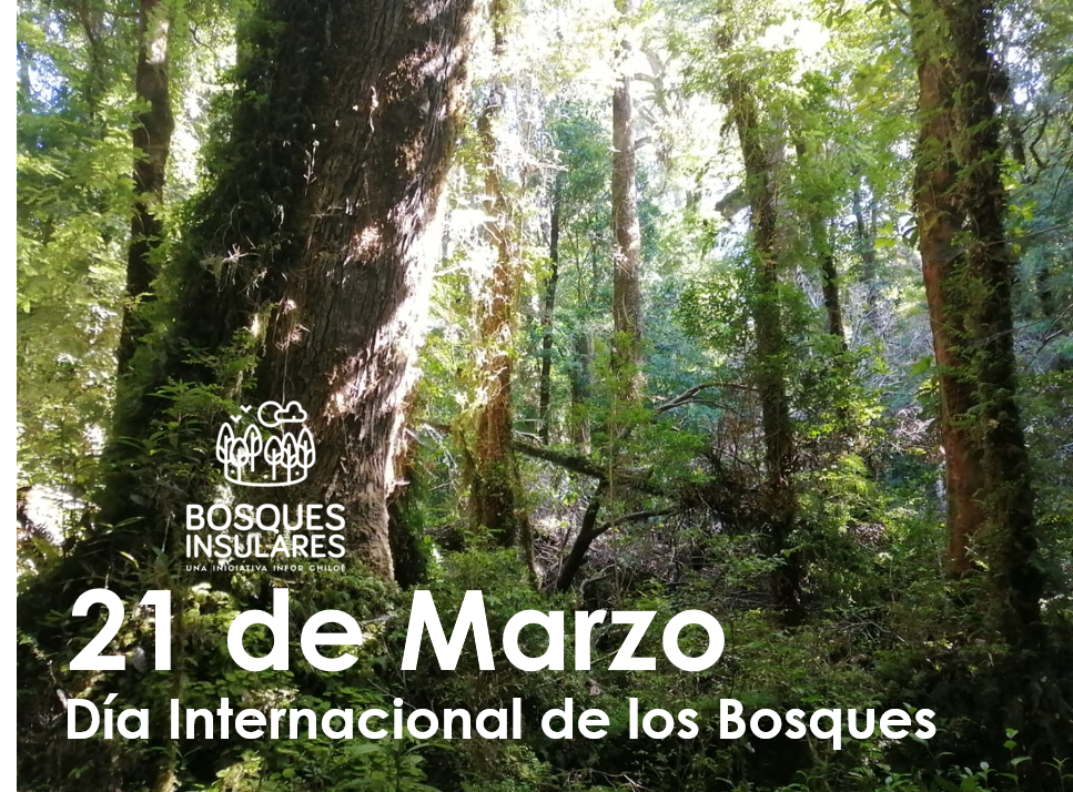 Día Internacional De Los Bosques 2022 Puacura 6805